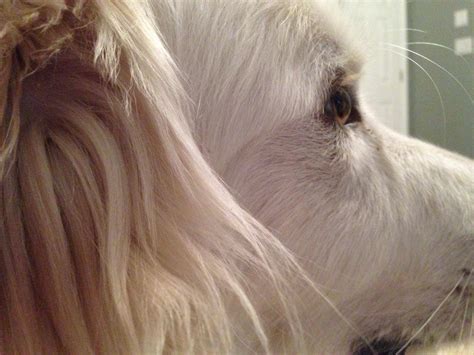 grove city animal hospital 5