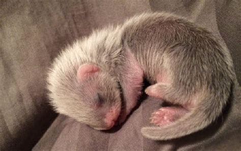 All About Ferret Babies | BeChewy