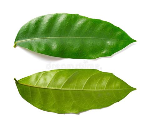 top  bottom  fresh green leaf  white background stock image