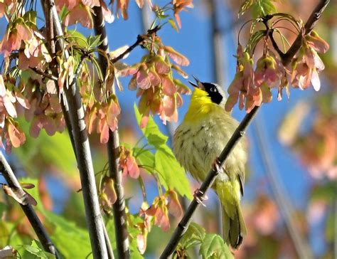 Warblers - Birds and Blooms