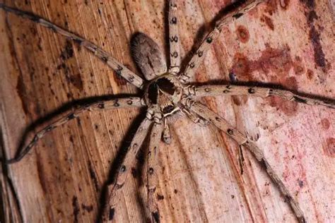 Huntsman Spider - Facts, Size, Diet, Pictures - All Animal Facts