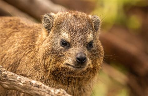 50+ Free Hyrax & Rock Hyrax Images - Pixabay
