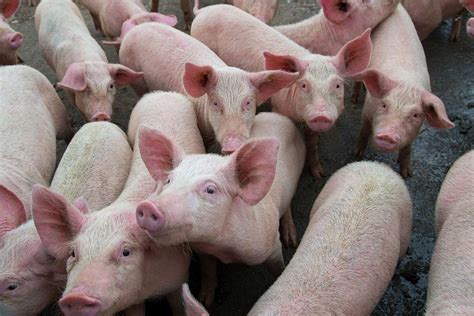 First case of African Swine Flu detected in Assam, 2500 pigs died - The ...