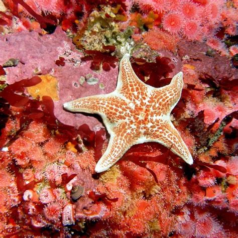 Leather star - Facts, Diet, Habitat & Pictures on Animalia.bio