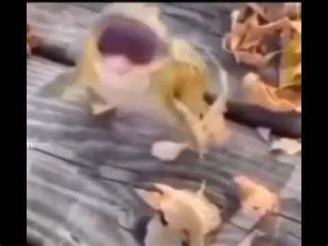 Лягушка смеётся - YouTube