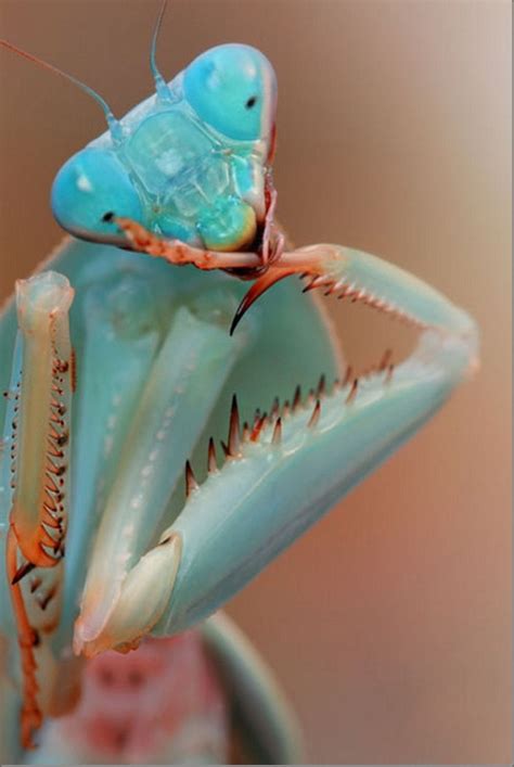 Praying Mantis Species Identification Chart