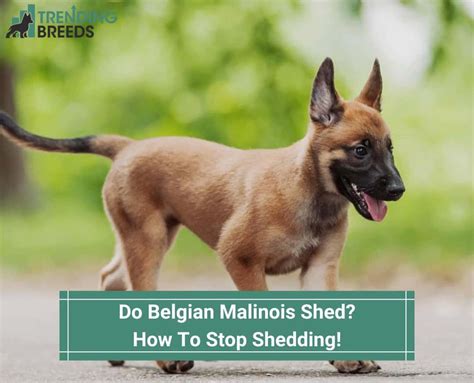 Do Belgian Malinois Shed? How To Stop Shedding! (2024)