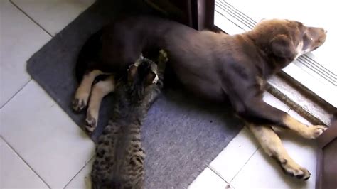 Oral sex between dog &cat - YouTube