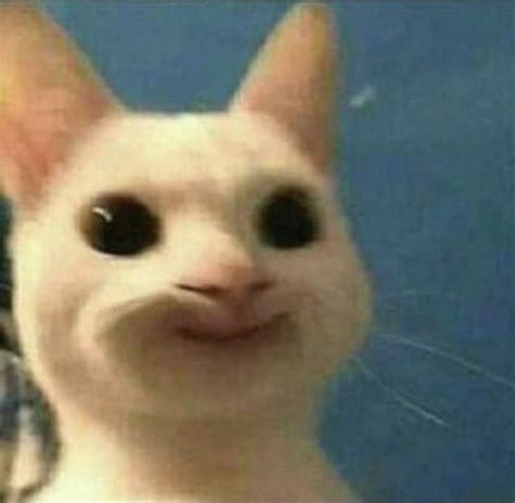@elizzanes | Pretty cats, Cat memes, Animal memes