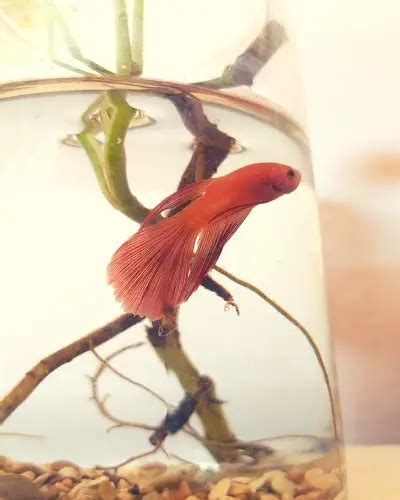 How Much Are Betta Fish Cost? - (Ultimate Buyer's Guide)
