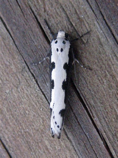 Viper's Bugloss Moth Ethmia bipunctella (Fabricius, 1775) | Butterflies