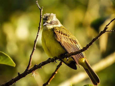 Bird Flycatcher Ornithology - Free photo on Pixabay - Pixabay