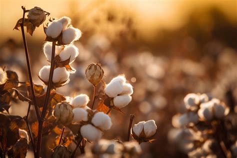 Cotton Flower Meaning, Symbolism & Spiritual Significance - Foliage ...