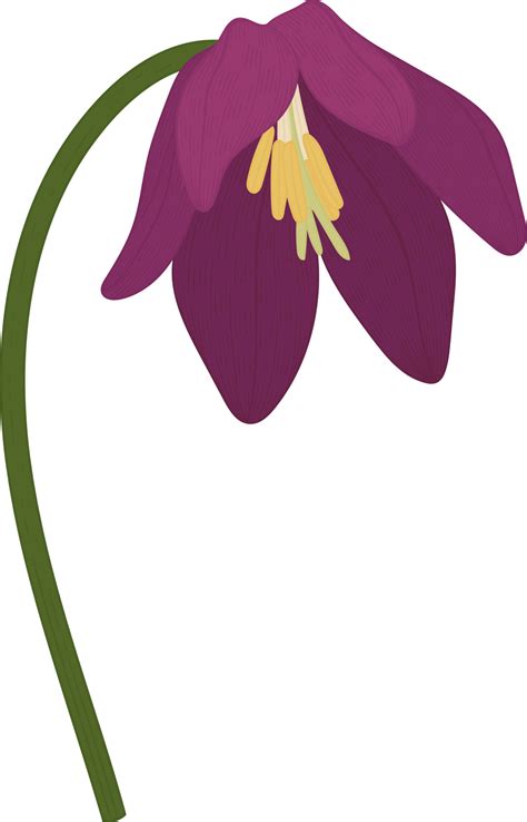 Purple Toad lily flower hand drawn illustration. 9888757 PNG