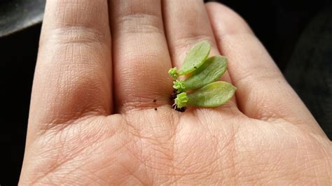 Tiny babies, YAY! : r/succulents