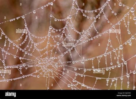 Spider Web with Pearl shaped dew drops Stock Photo - Alamy