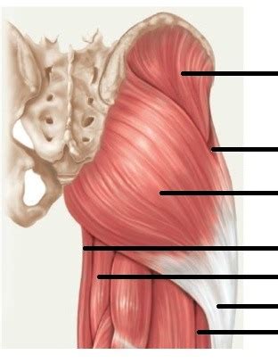 Posterior Muscle Diagram Diagram | Quizlet