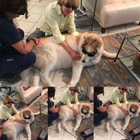 aussie animal hospital cutler bay fl 4