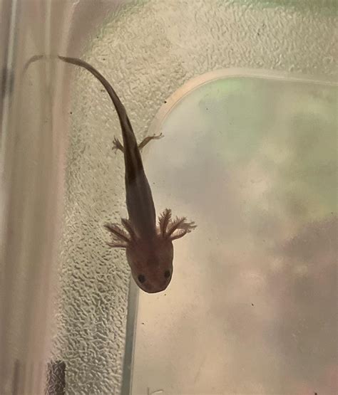 New baby axolotl : r/axolotls