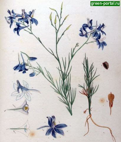 Живокость, дельфиниум, шпорник (Delphinium) - Ландшафтный дизайн своими ...