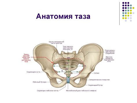Анатомия таза - презентация онлайн