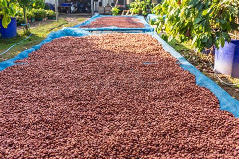 Organic Cocoa Beans Sun Drying on the Farm Stock Image - Image of fruit ...