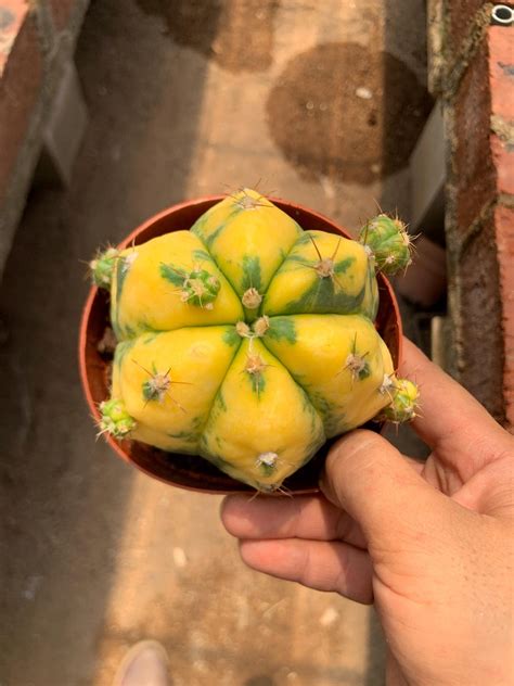 Gymnocalycium Anisitsii - Etsy