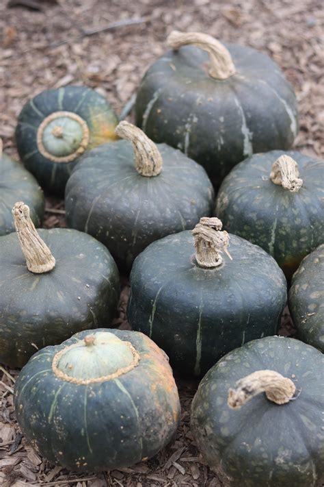 Uncle David's Dakota Dessert — Annapolis Seeds