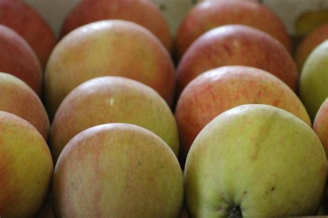 Apples Fruits - Free photo on Pixabay - Pixabay