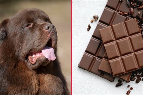 Dogs and chocolate symptoms and treatment: What to do if you dog eats ...