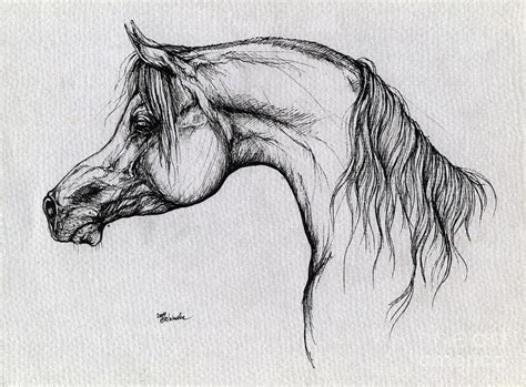 Arabian Horse Sketch at PaintingValley.com | Explore collection of ...
