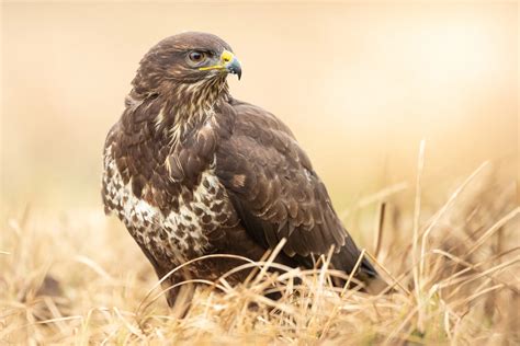 Buzzard Bird Facts | Buteo Buteo