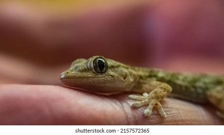 11,001 Big Eyes Lizard Images, Stock Photos & Vectors | Shutterstock