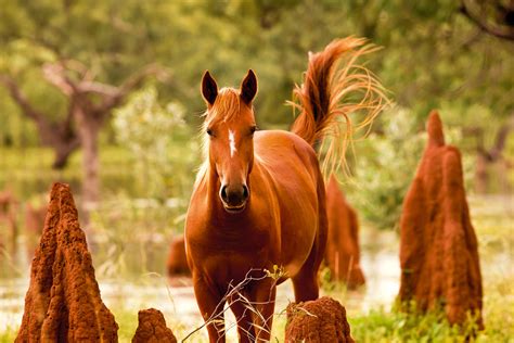 La Palabra Del Dia: "caballo" | SpanishDictionary.com Answers