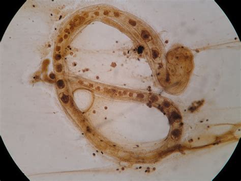 (Mesozoa) Тип Мезозои, Phylum Mesozoa 2 класса