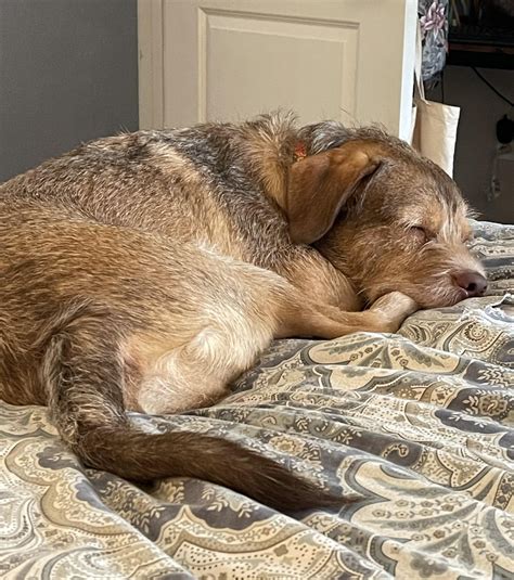 can dog sleeping too much easily 4