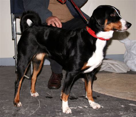 Appenzeller sennenhund - Puppies, Rescue, Pictures, Information ...