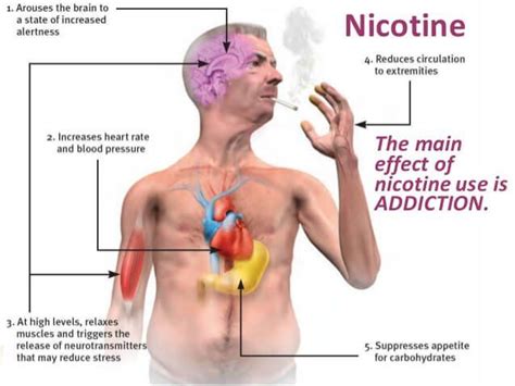 Effects of nicotine – Artofit