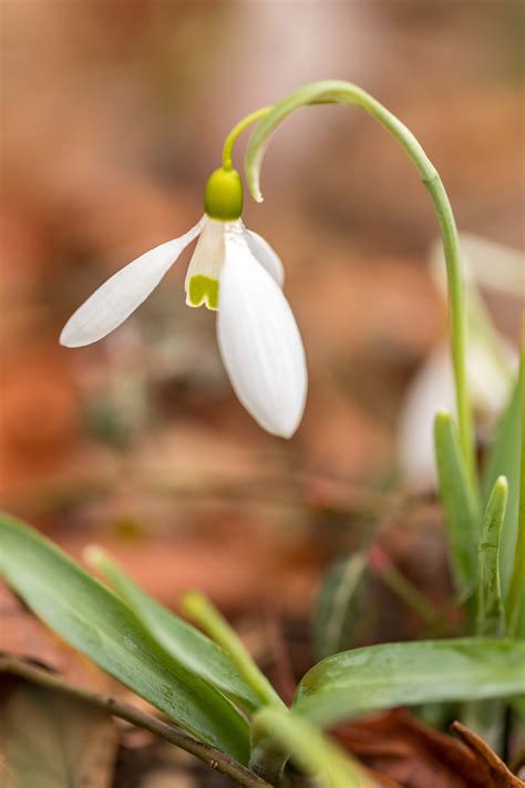 flower that blooms in winter 2