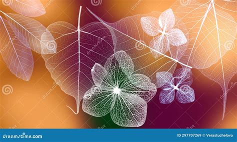 leaf skeleton  hydrangea flower skeleton  veins  cells stock