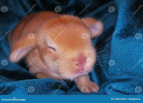 newborn baby pet rabbit lop bunny bunnies rabbits kit kits super cute