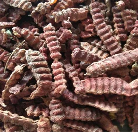 Shikakai at ₹ 90/kg | Kolaras | ID: 2854647882830