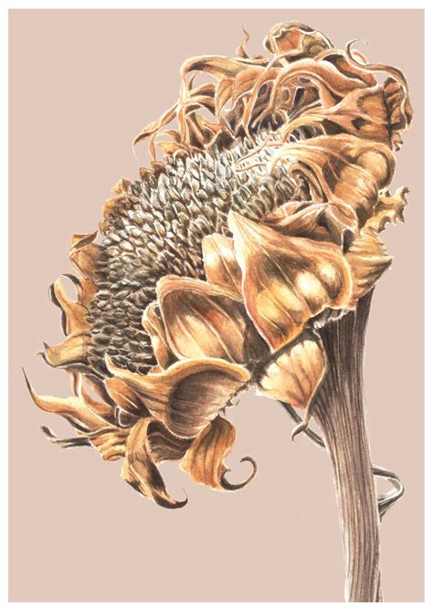 The last of us sunflower greeting card — Jennifer Duval-Smith