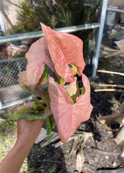 Pink Syngonium Pink Green Arrow Heads. - Etsy