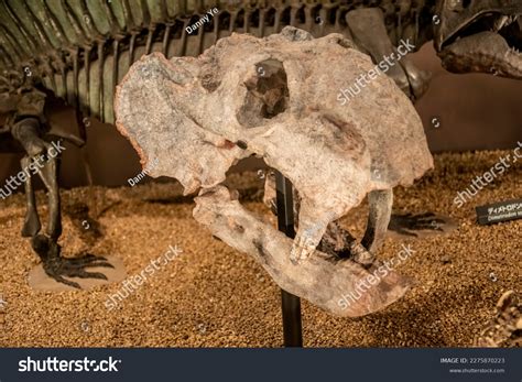 Dicynodont Images: Browse 43 Stock Photos & Vectors Free Download with ...