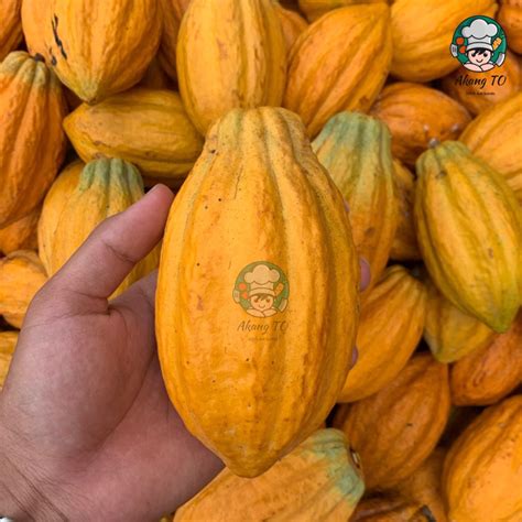 jual buah coklat cacao segar matang petik langsung fresh bergaransi