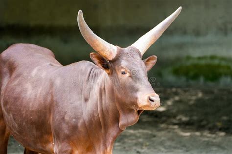 Portrait of a Watussi Cattle. Animal with Horns Close-up Stock Image - Image of horn, nature ...