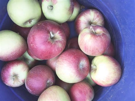 The Best Things to Do in Apple Hill in Fall - Sights Better Seen