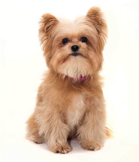 Pomeranian Yorkie Mix Full Grown