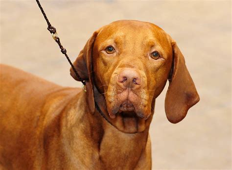 Vizsla - A Guide On This Fast and Friendly Dog Breed - Animal Corner